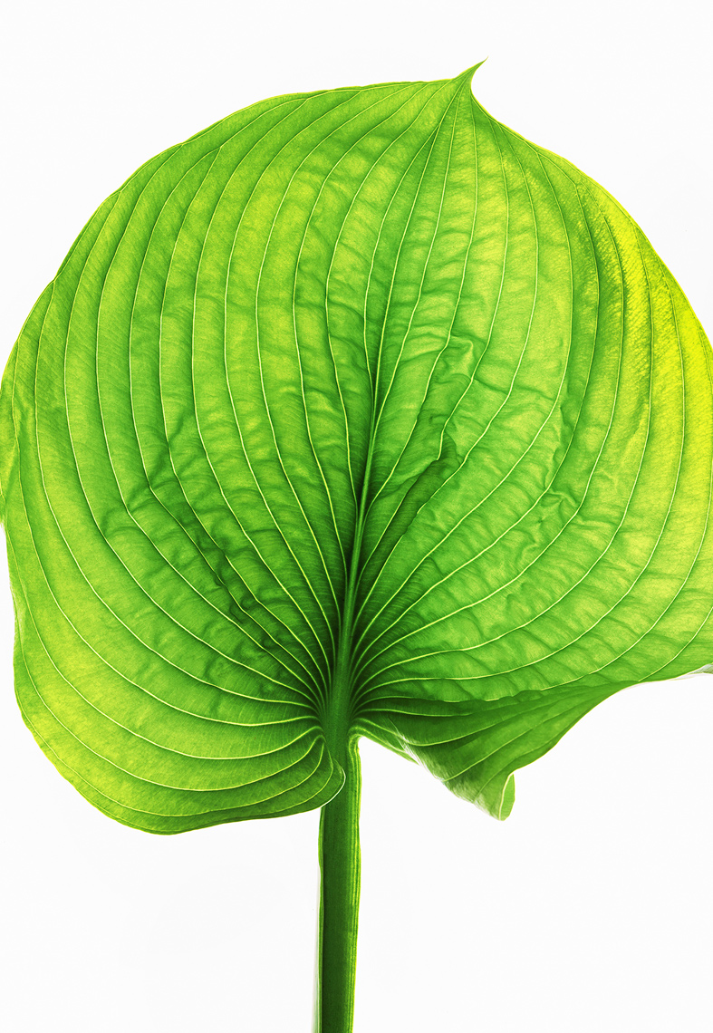 GH_BOTANICALS_017