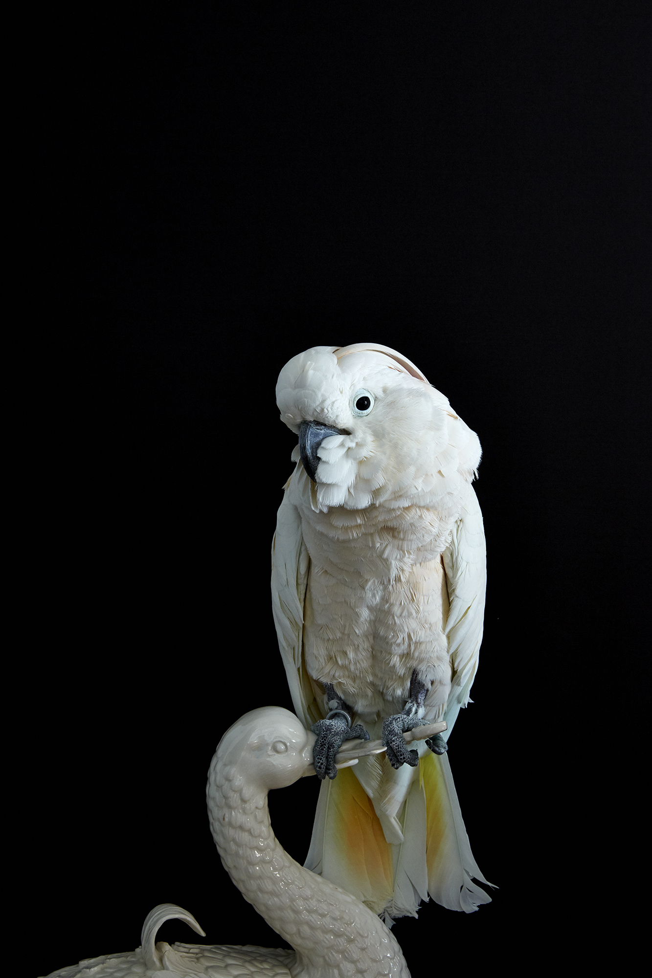 GH_STILL_LIFE_59