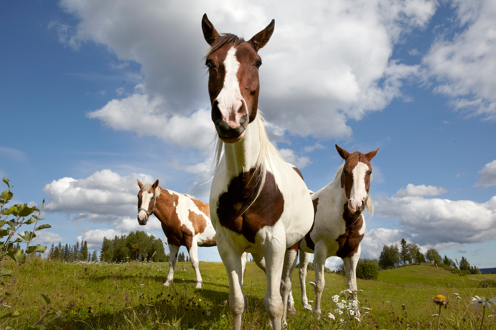 GH_TRAVEL_SWEDEN_47